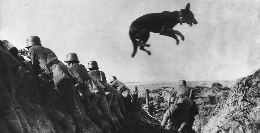 Как собаки порвали полк фашистов