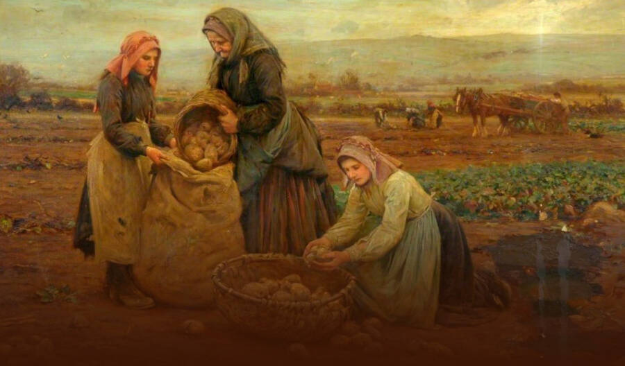 История картофеля: как «земляное яблоко» завоевало мир