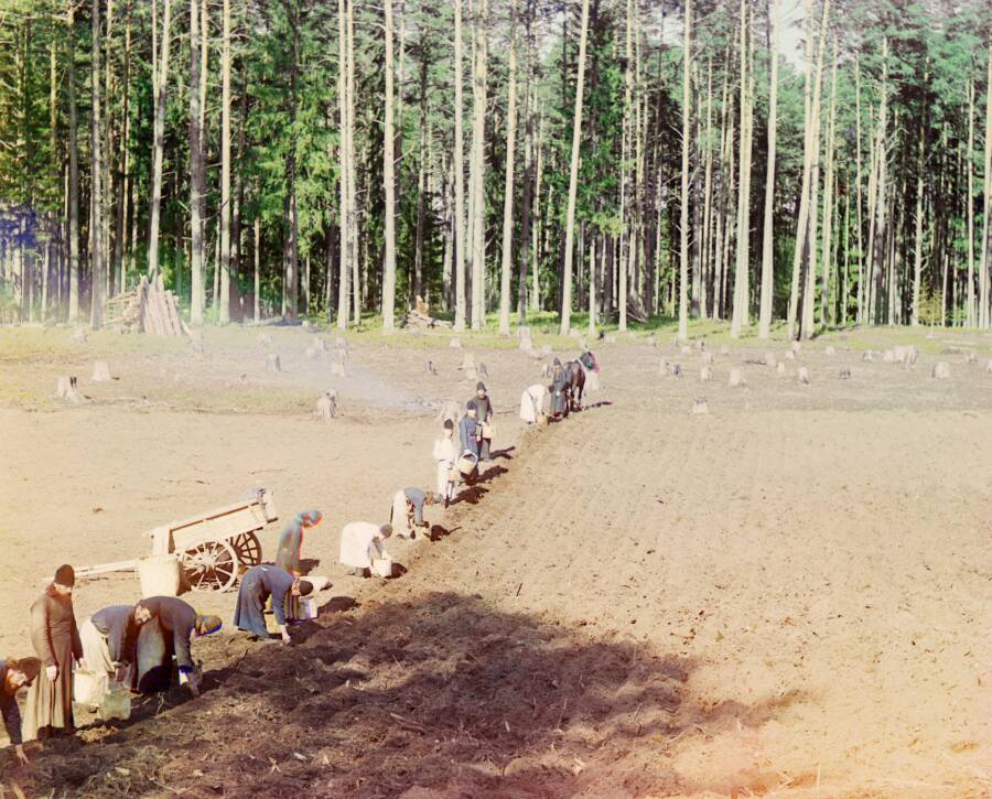 Монахи собирают урожай картофеля. Фотография С.М. Прокудина-Горского. 1910 год