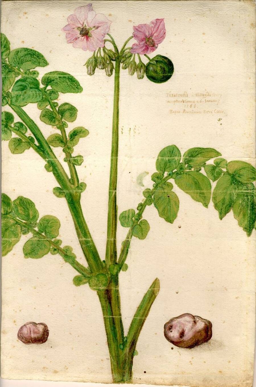 Первое в Европе изображение картофеля. 1588 год