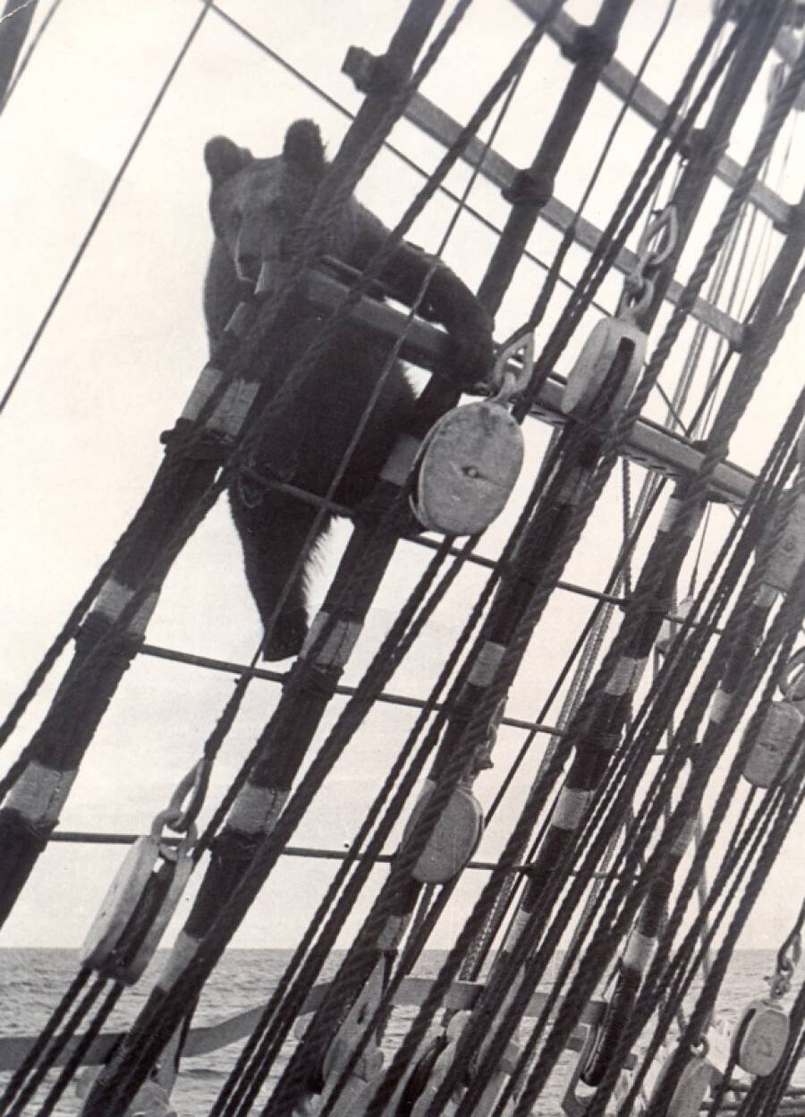 Воспитанница команды барка «Крузенштерн» медведица Маша на вантах, середина 1960-х