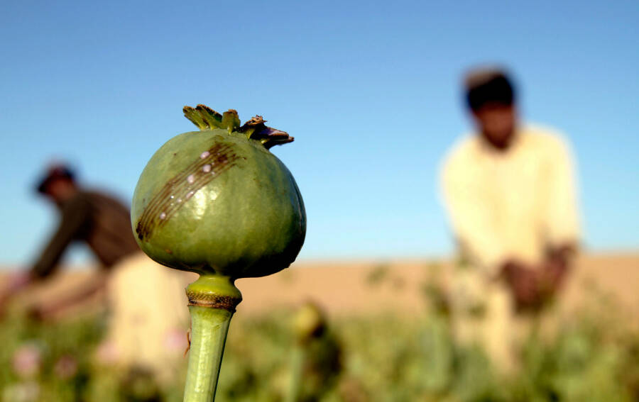 На плантации опиумного мака в Афганистане