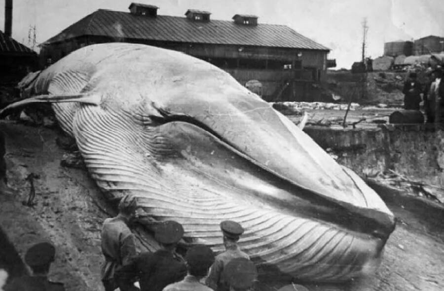 Синий кит, выброшенный на берег цунами