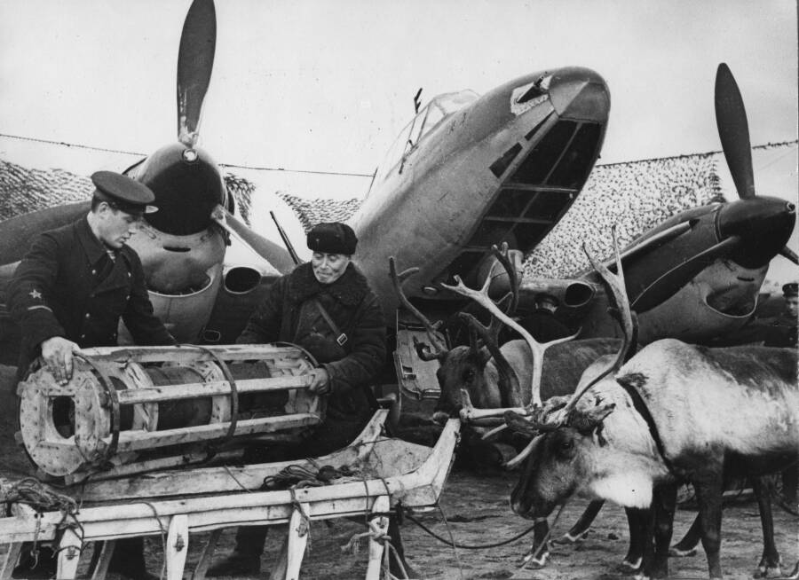 Подвоз авиабомб на оленьих упряжках к бомбардировщику Пе-2 на аэродроме Ваенга, Мурманская область, 1942 год