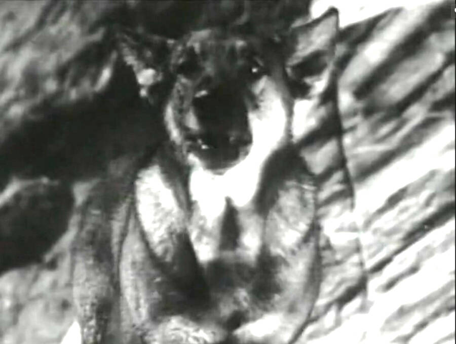 Кадр из фильма «Джульбарс» (1935). 