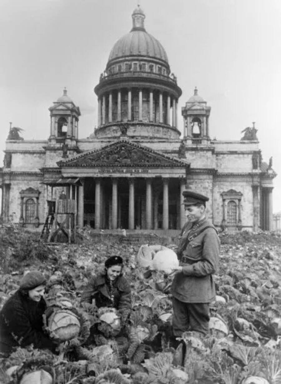 Двое советских воинов и жительница блокадного Ленинграда убирают урожай капусты на огороде у Исаакиевского собора.    
