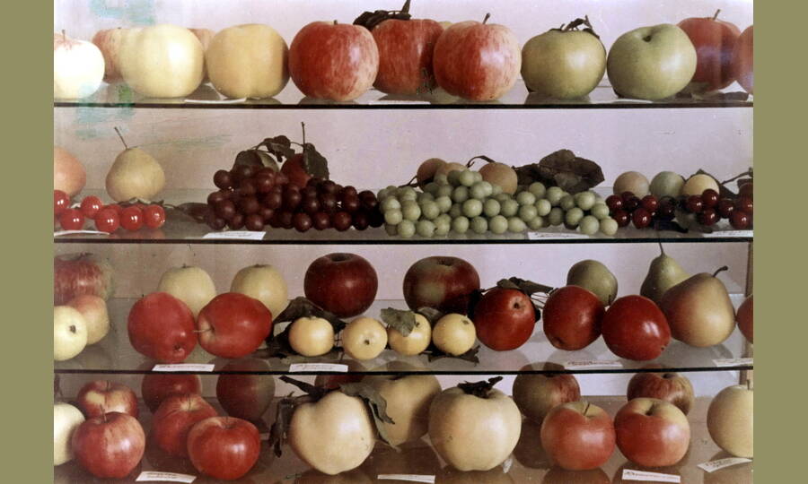 Восковые муляжи плодов, сорта которых были выведены И.В. Мичуриным и под его руководством, подаренные И.В. Сталину.