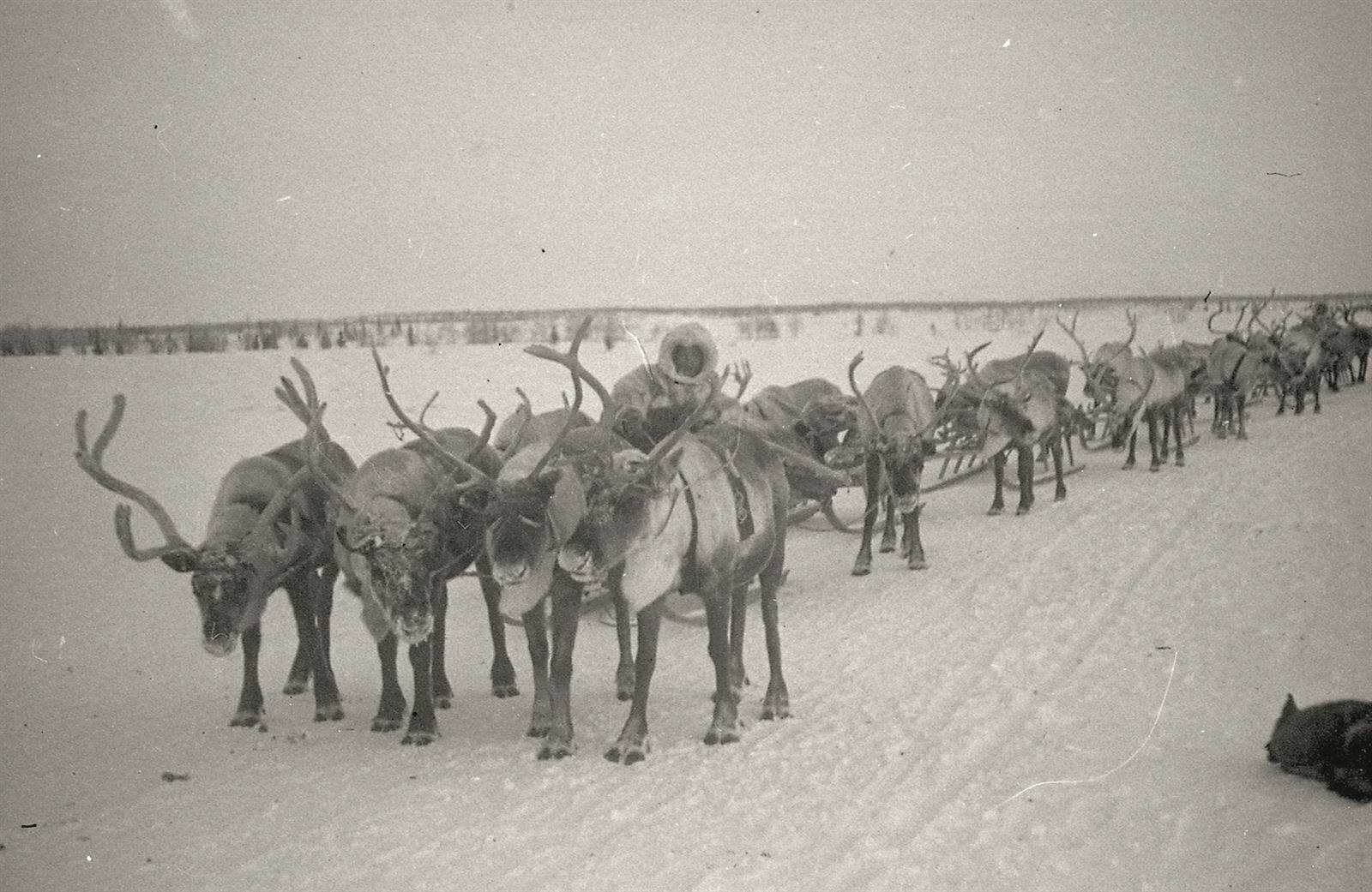 Ямальский оленевод со своим стадом в Советские времена