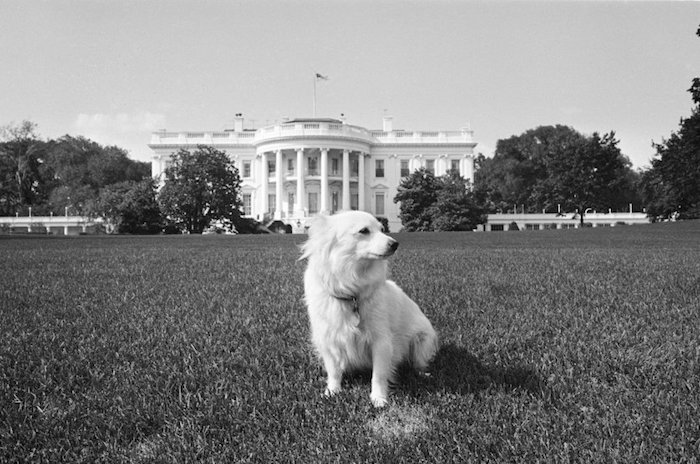 Как советские собаки заселили Белый дом США