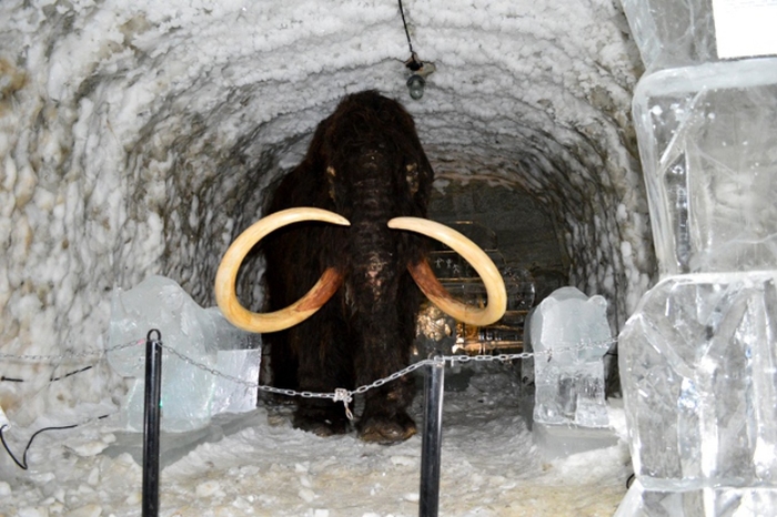 Как в России появился первый слон?