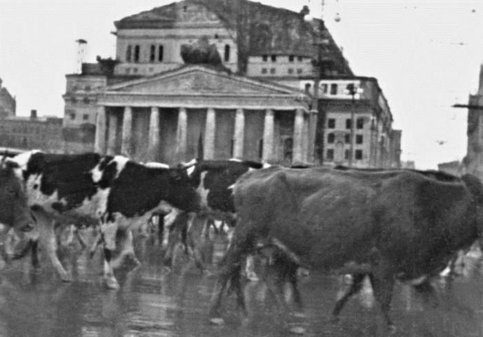 Эвакуируемые из подмосковных колхозов коровы проходят по площади перед Большим театром в Москве, октябрь 1941 года