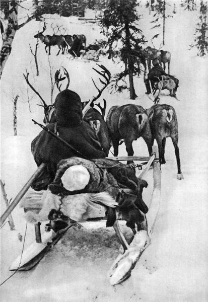 Эвакуация советского раненого на оленях, Карельский фронт